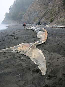 Examining the flukes